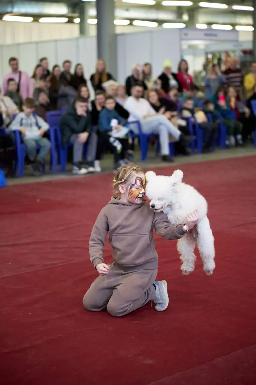 Продажа щенка карликового пуделя бежевого окраса - Собаки (Животные) в Химки