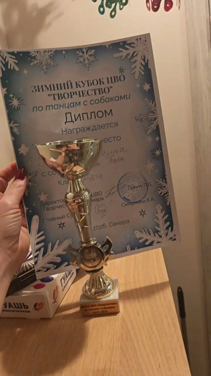 Продажа щенка карликового пуделя бежевого окраса - Собаки (Животные) в Химки