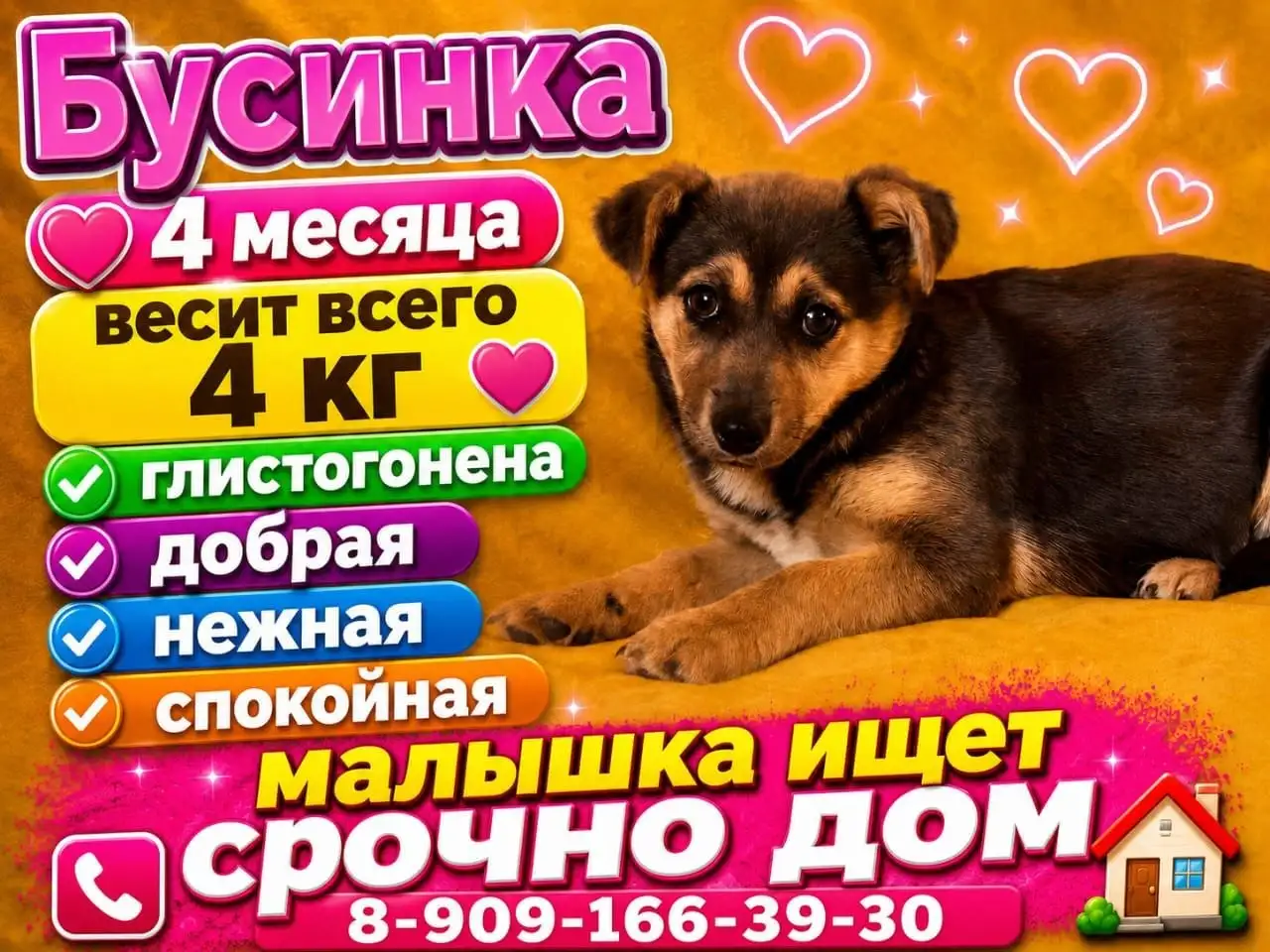 Щенок Бусинка ищет дом - Щенки (Животные) в Москва