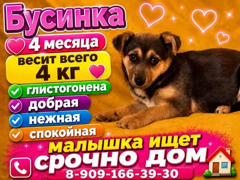 Щенок Бусинка ищет дом - Товары для собак в Москва