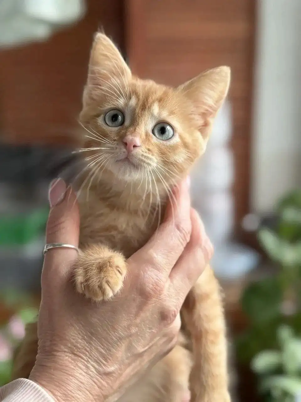Котик 2 месяца - Кошки (Животные) в Химки