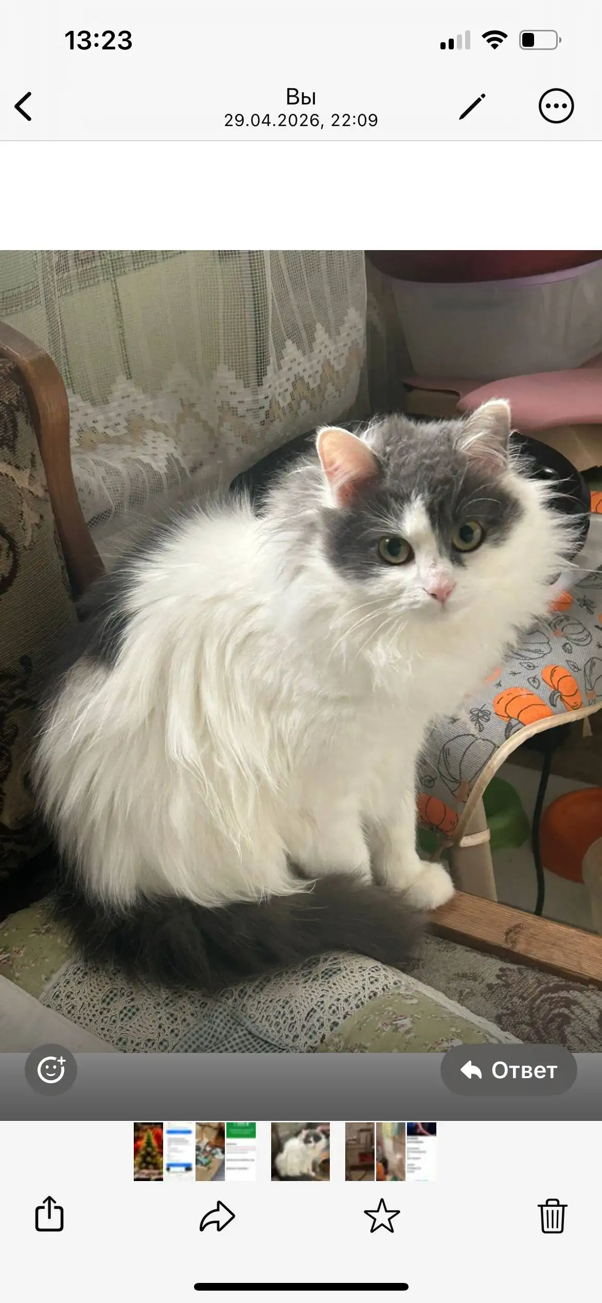 Кошка в добрые руки - Животные в Химки