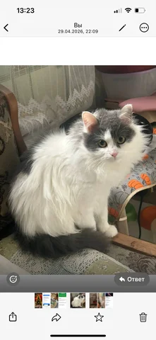 Кошка в добрые руки - Животные в Химки
