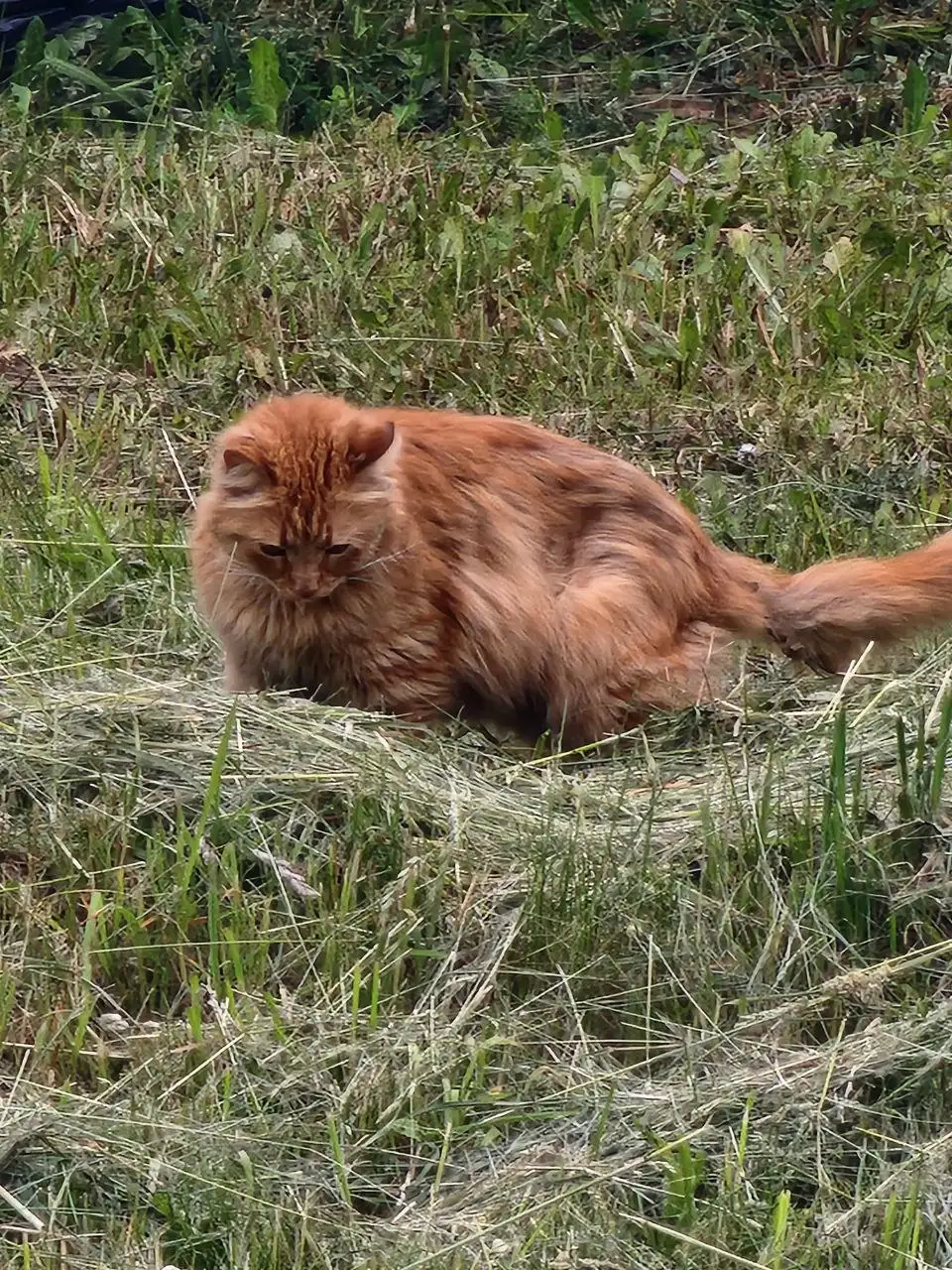 Потерялся котик с голубым ошейником - Животные в Химки