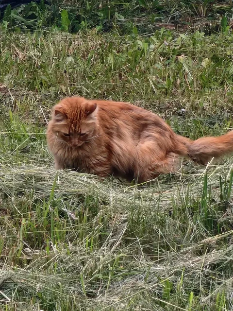 Потерялся котик с голубым ошейником - Бесплатно в Химки