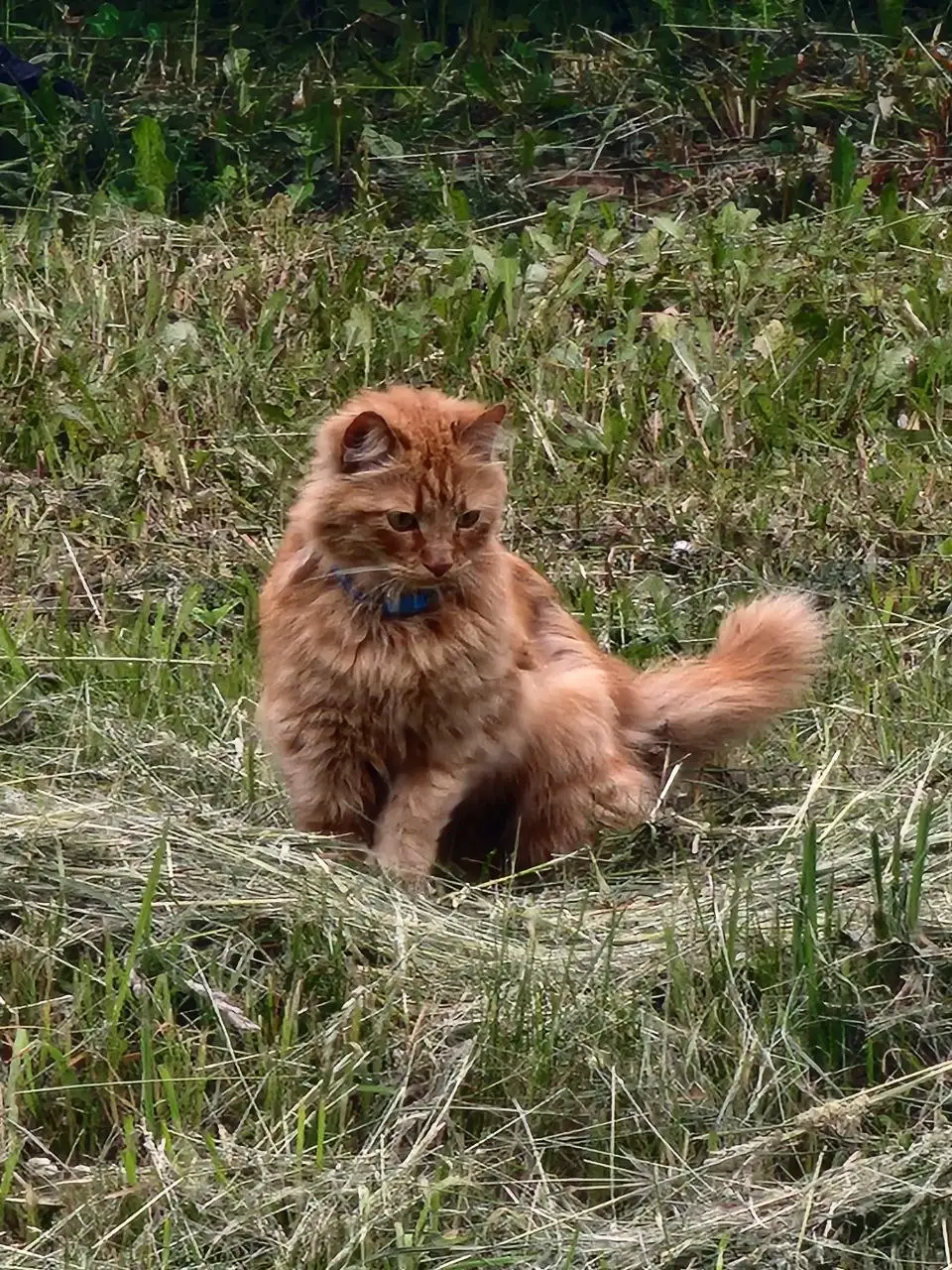 Потерялся котик с голубым ошейником - Животные в Химки