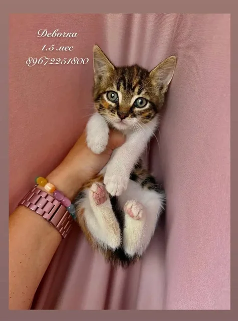 Отдам котят в хорошие руки - Бесплатно в Зеленоград