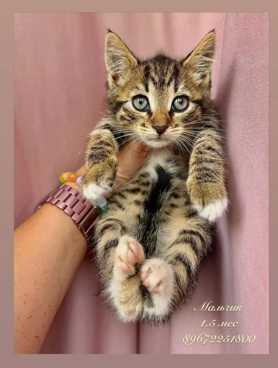 Отдам котят в хорошие руки - Кошки (Животные) в Зеленоград