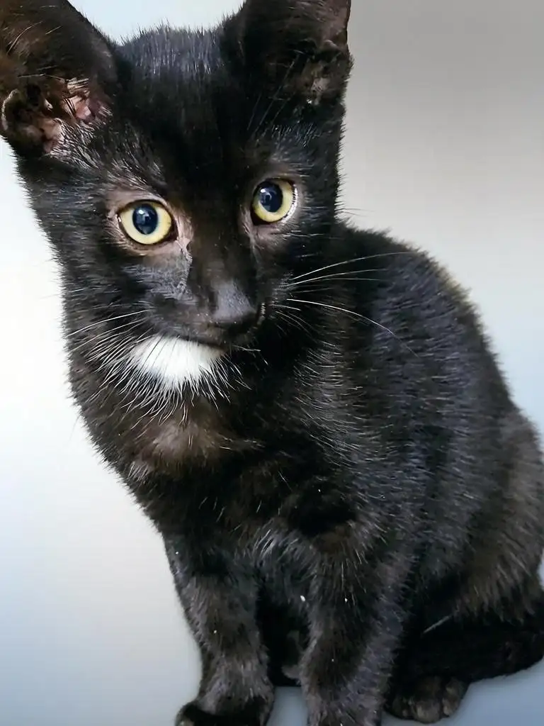 Ищет дом маленький котик - Кошки (Животные) в Химки