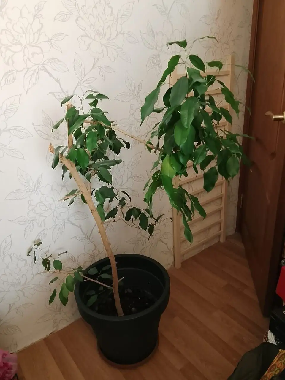 Фикус Бенджамина большой - Комнатные растения (Для дома и дачи) в Химки