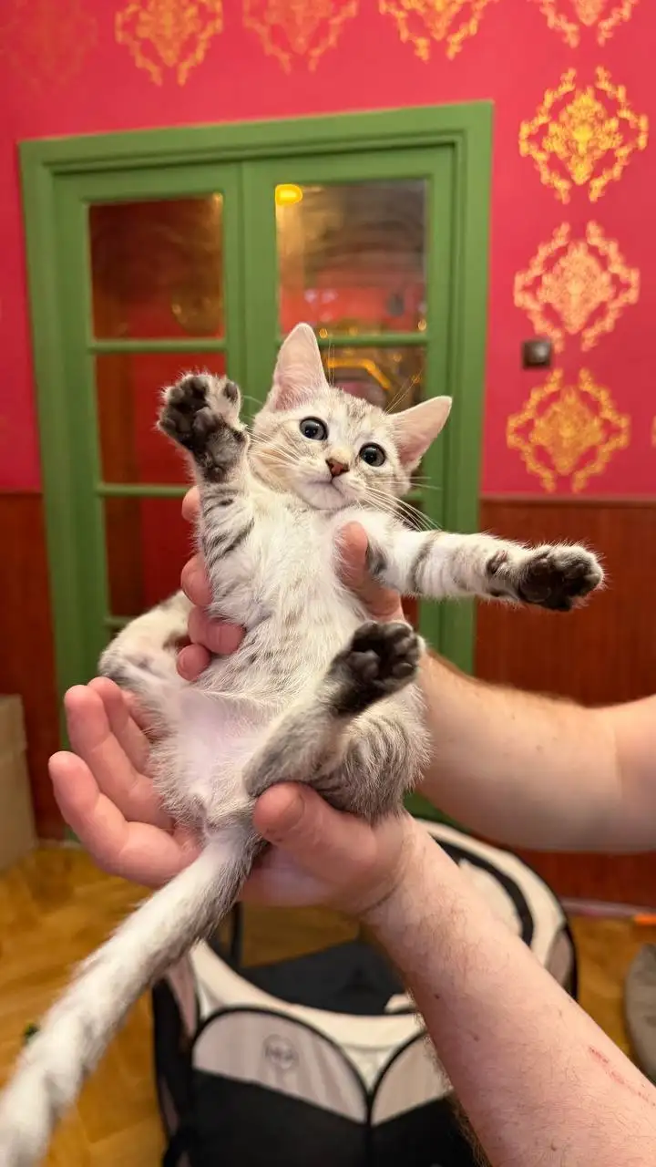 Отдам котят в добрые руки - Кошки (Животные) в Москва