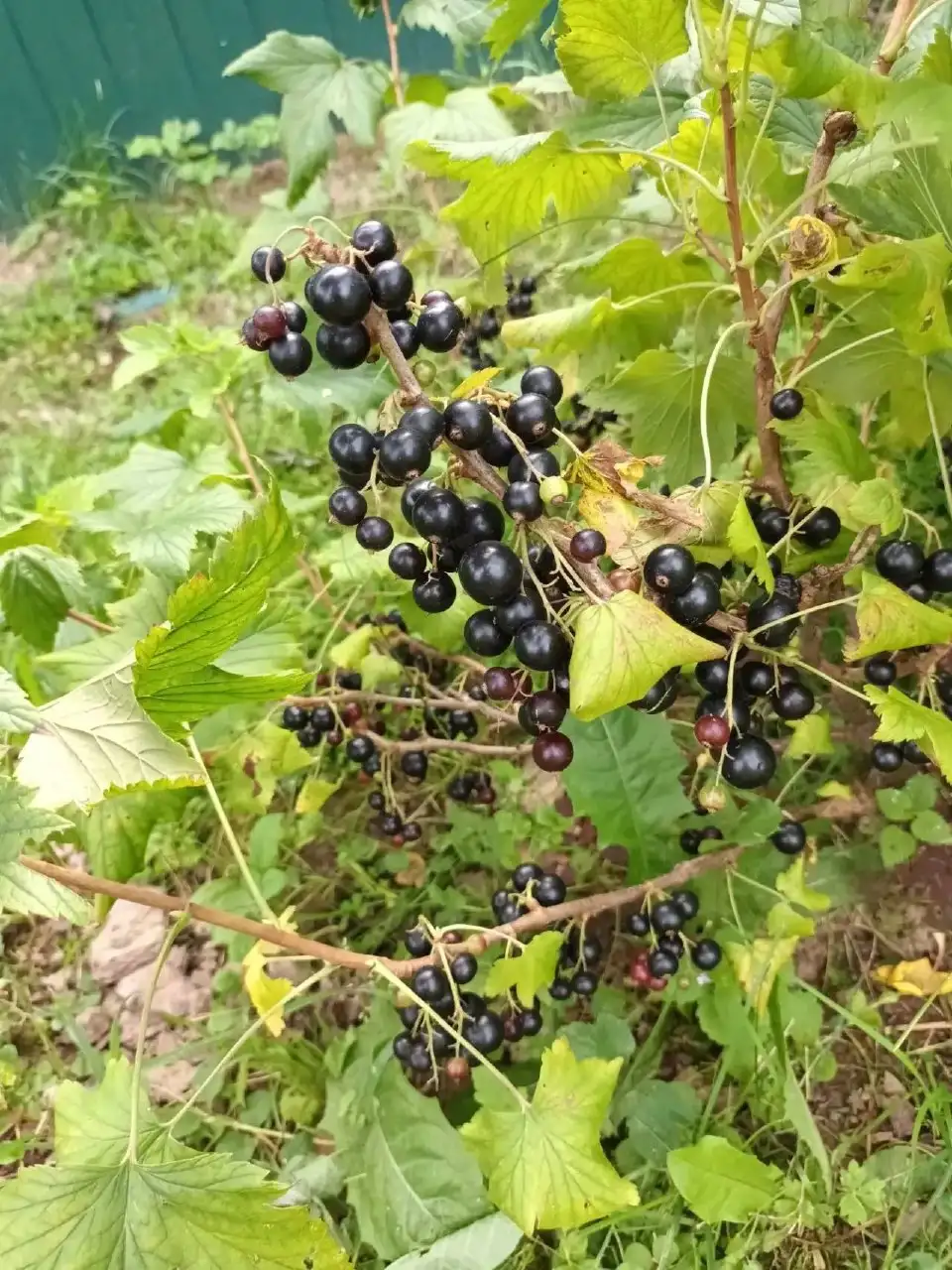 Продажа чёрной смородины - Ягоды (Продукты питания) в Химки
