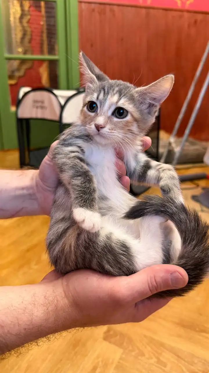 Котенок Роза ищет дом - Кошки (Животные) в Химки