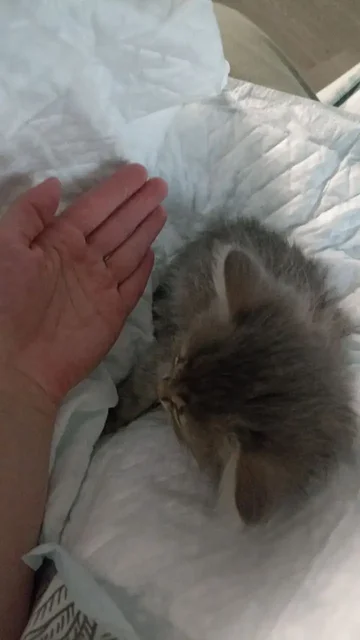Кошка подкинутая вчера, ищет дом - Щенки в Химки