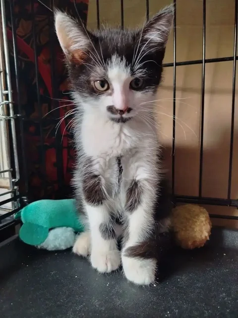 Котята в добрые руки - частное объявление в Химки