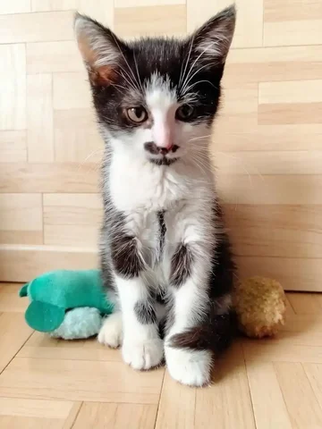 Котенок 2.5 месяца ищет дом в Химках - Животные в Химки