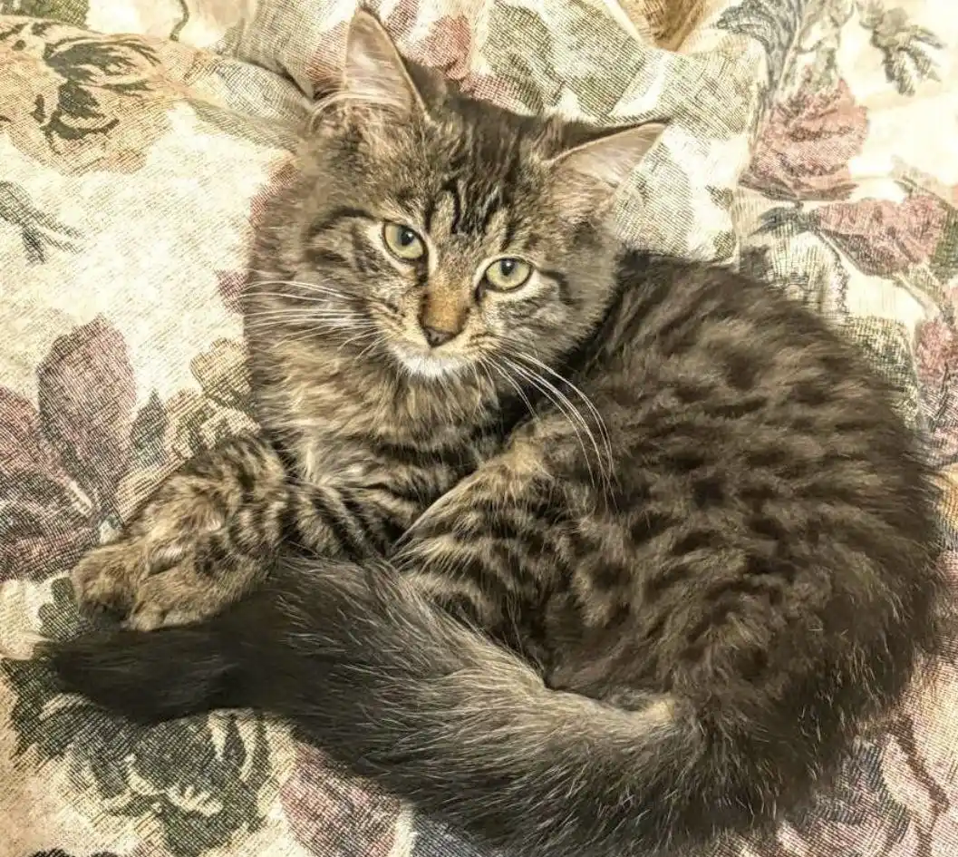 Кот Грей ищет дом - Животные в Химки