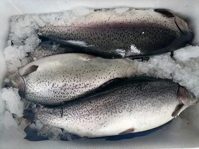 Свежая охлажденная форель, семга и морепродукты на заказ - Хобби и отдых в Химки