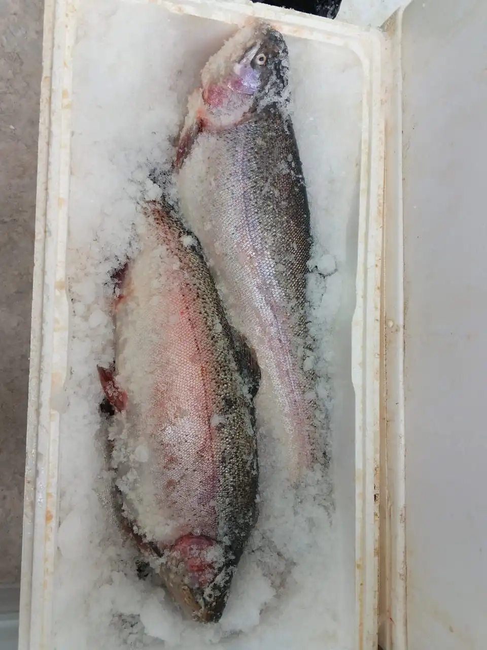 Свежая охлажденная форель, семга и морепродукты на заказ