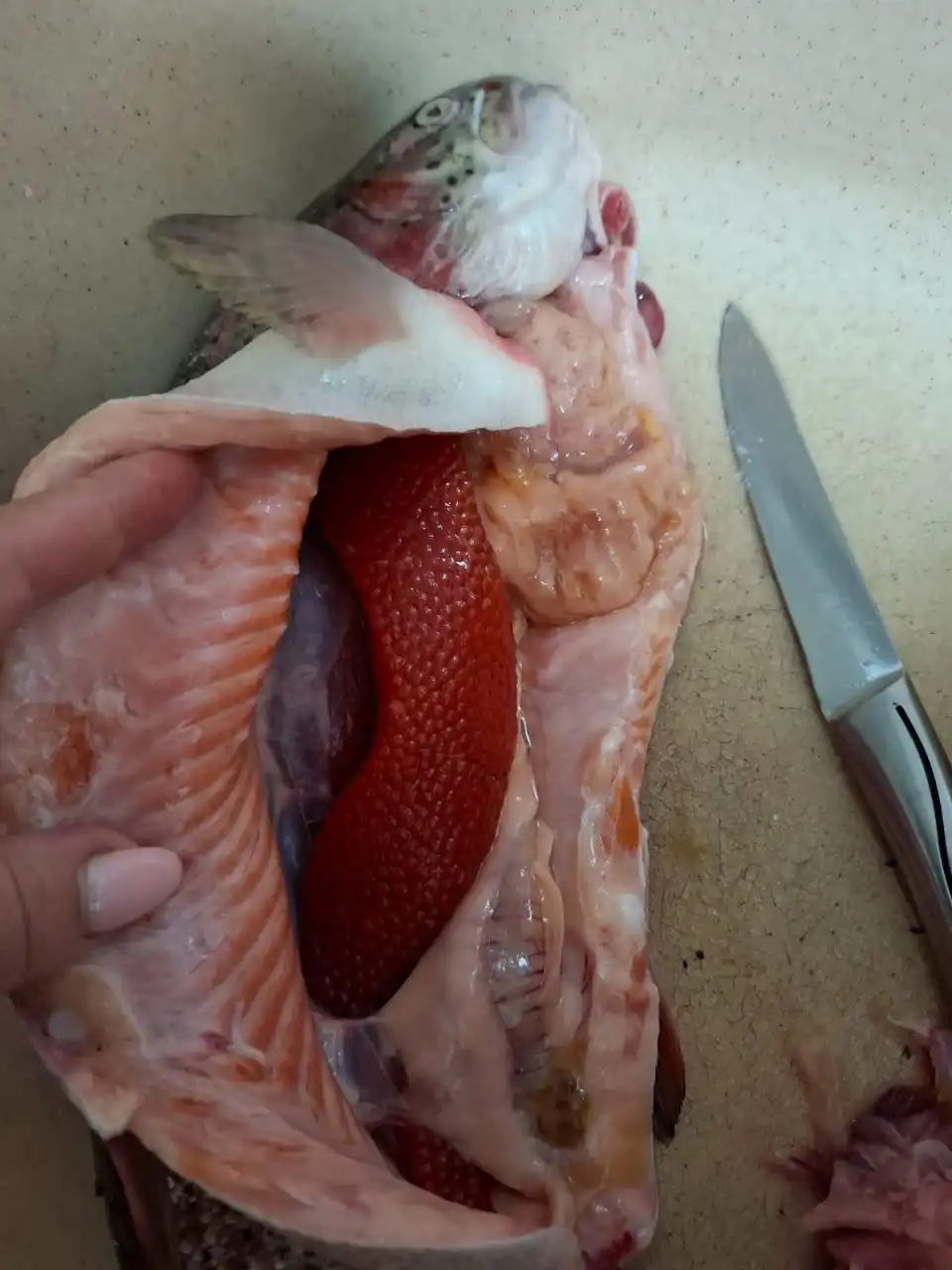 Свежая охлажденная форель, семга и морепродукты на заказ