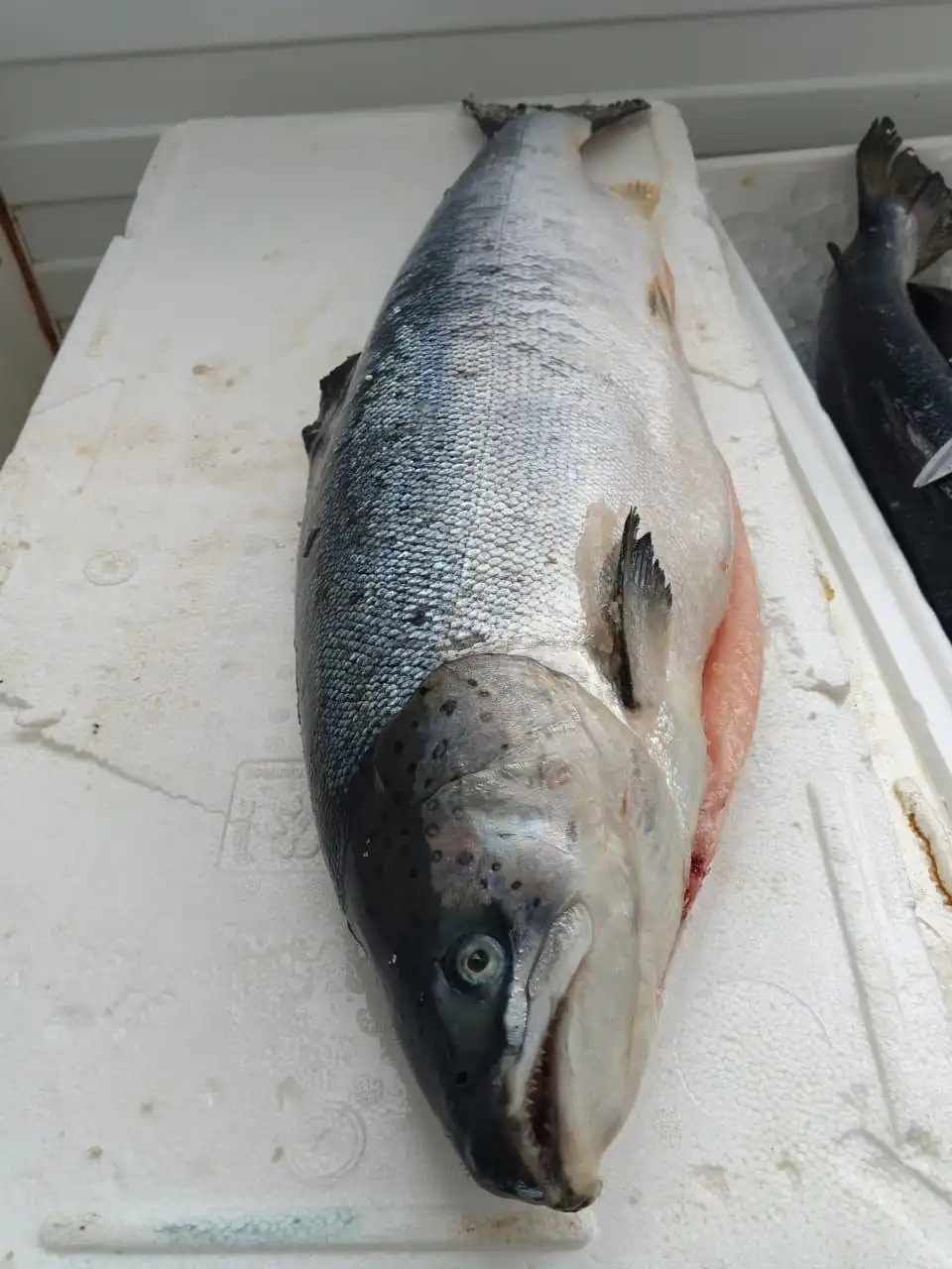 Свежая охлажденная форель, семга и морепродукты на заказ