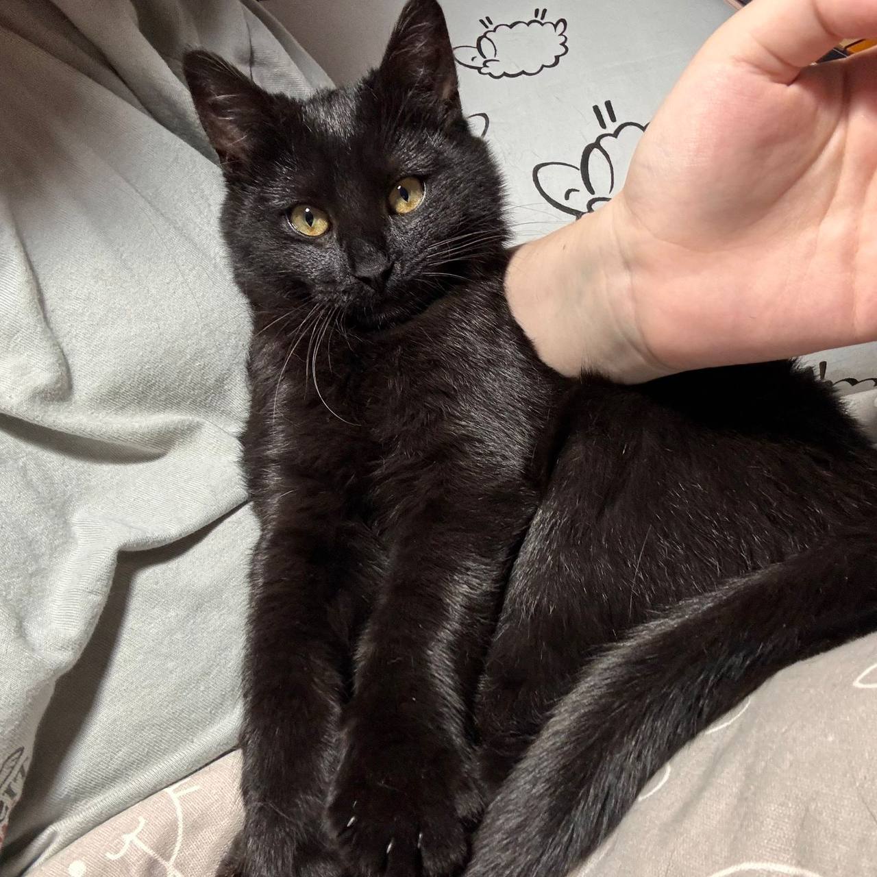 Черный красавчик Шедоу ищет дом - Животные в Красногорск