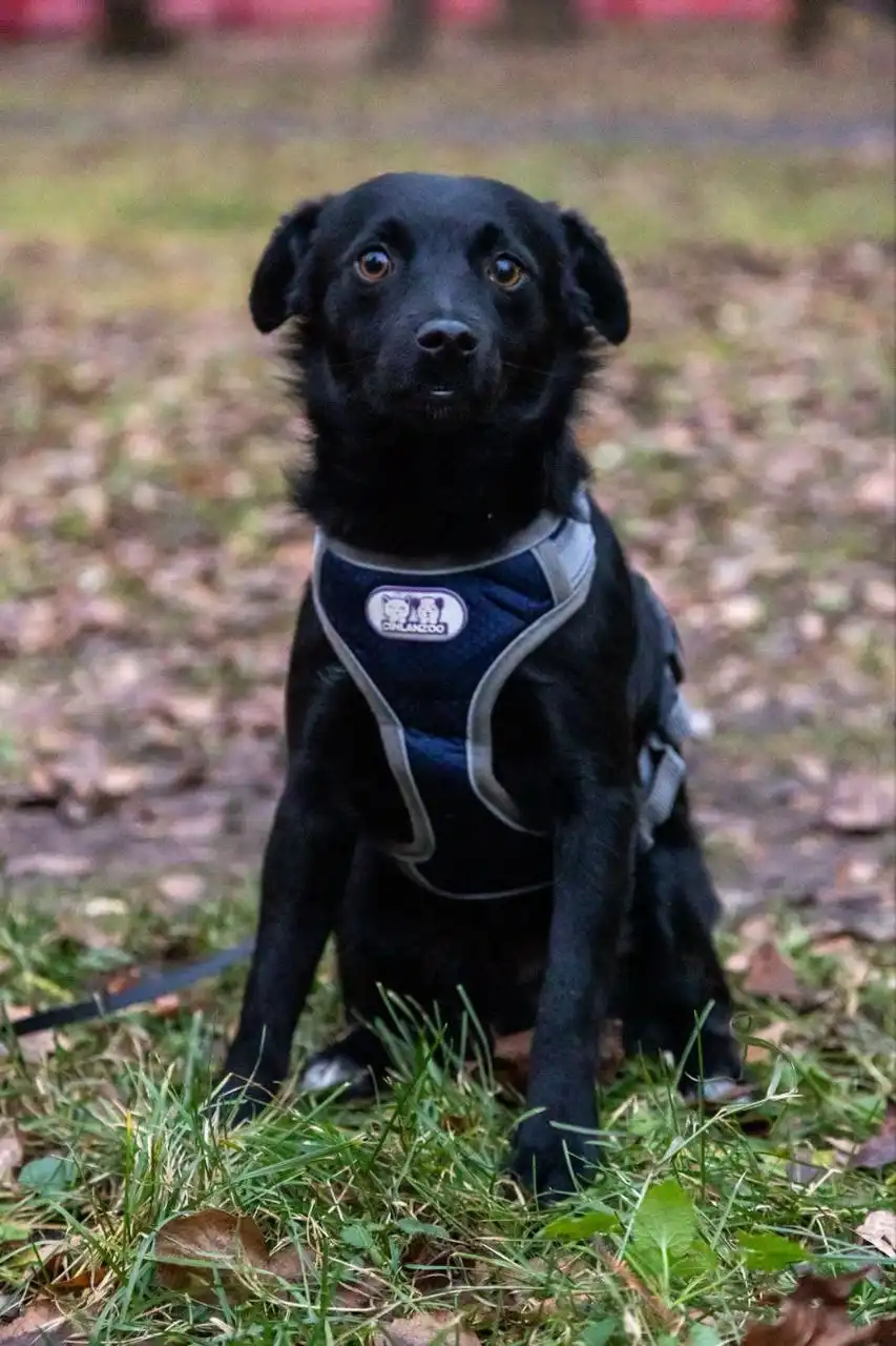 Щенок мальчик Тиша ищет дом