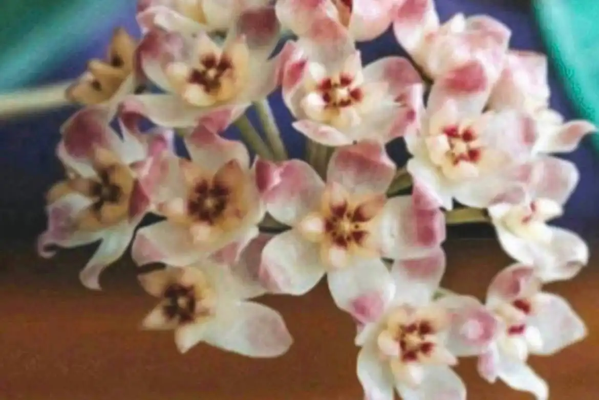 Хойя AH 074 - гибридный сорт