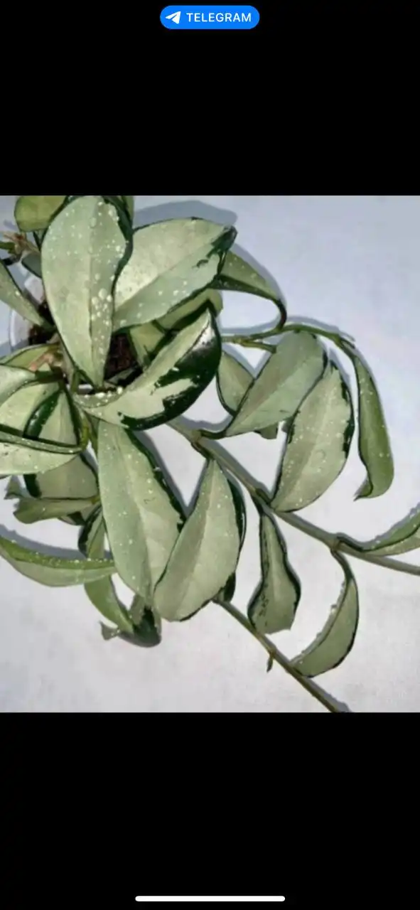 Хойя AH 074 - гибридный сорт