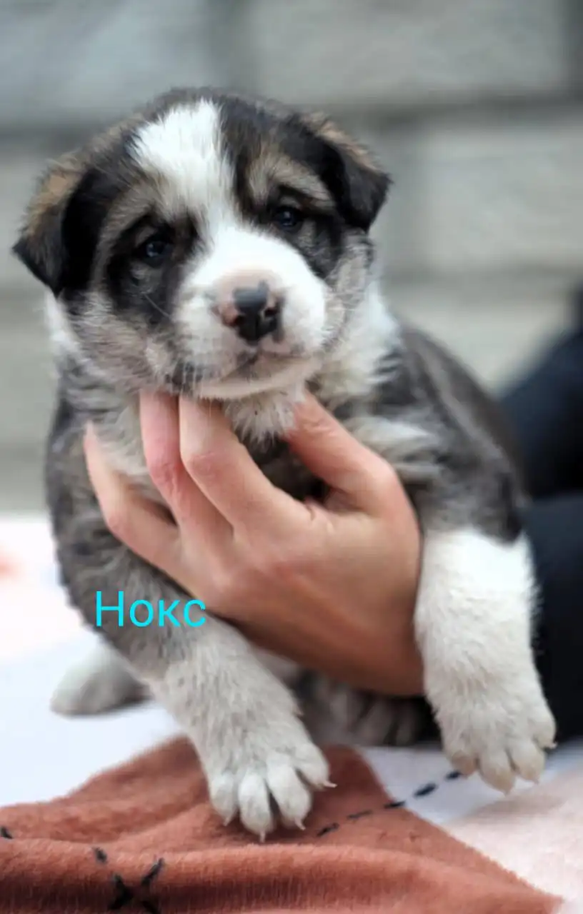 Срочный поиск дома для щенков хаски в Туле и Москве