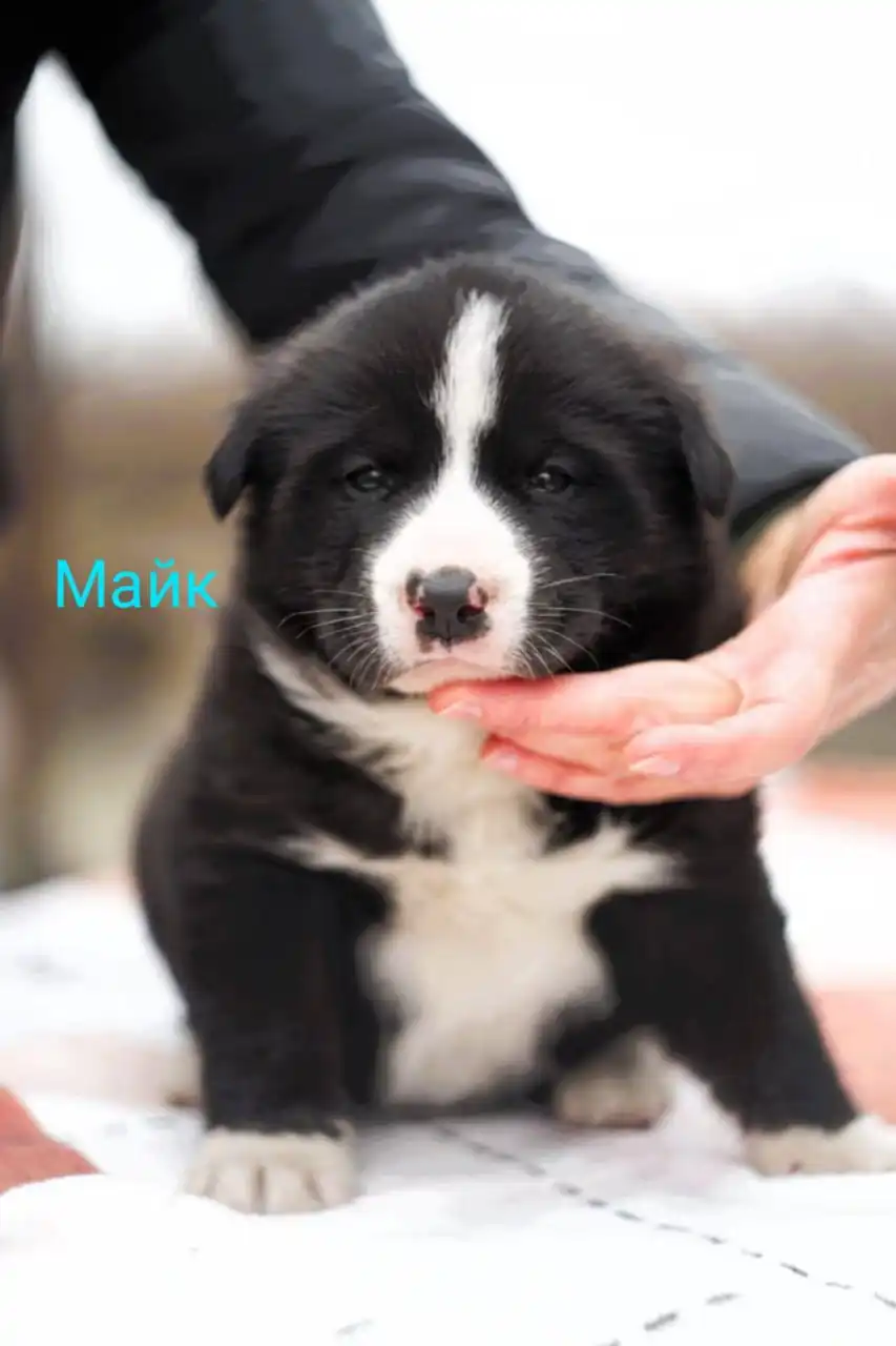 Срочный поиск дома для щенков хаски в Туле и Москве