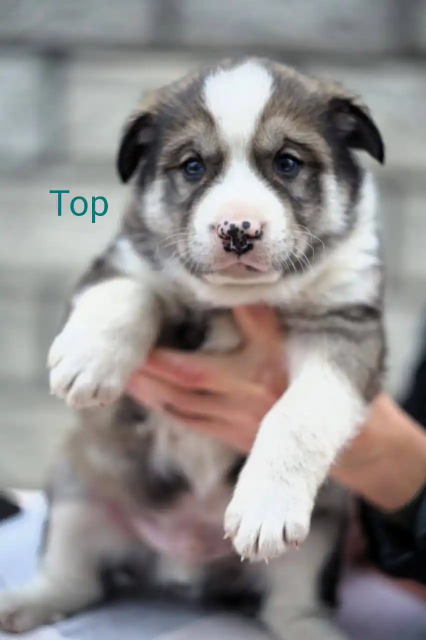 Срочный поиск дома для щенков хаски в Туле и Москве