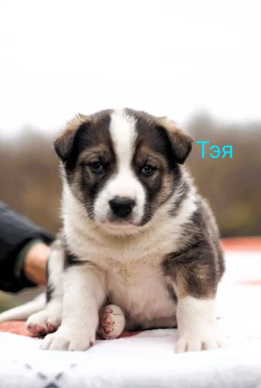 Срочный поиск дома для щенков хаски в Туле и Москве