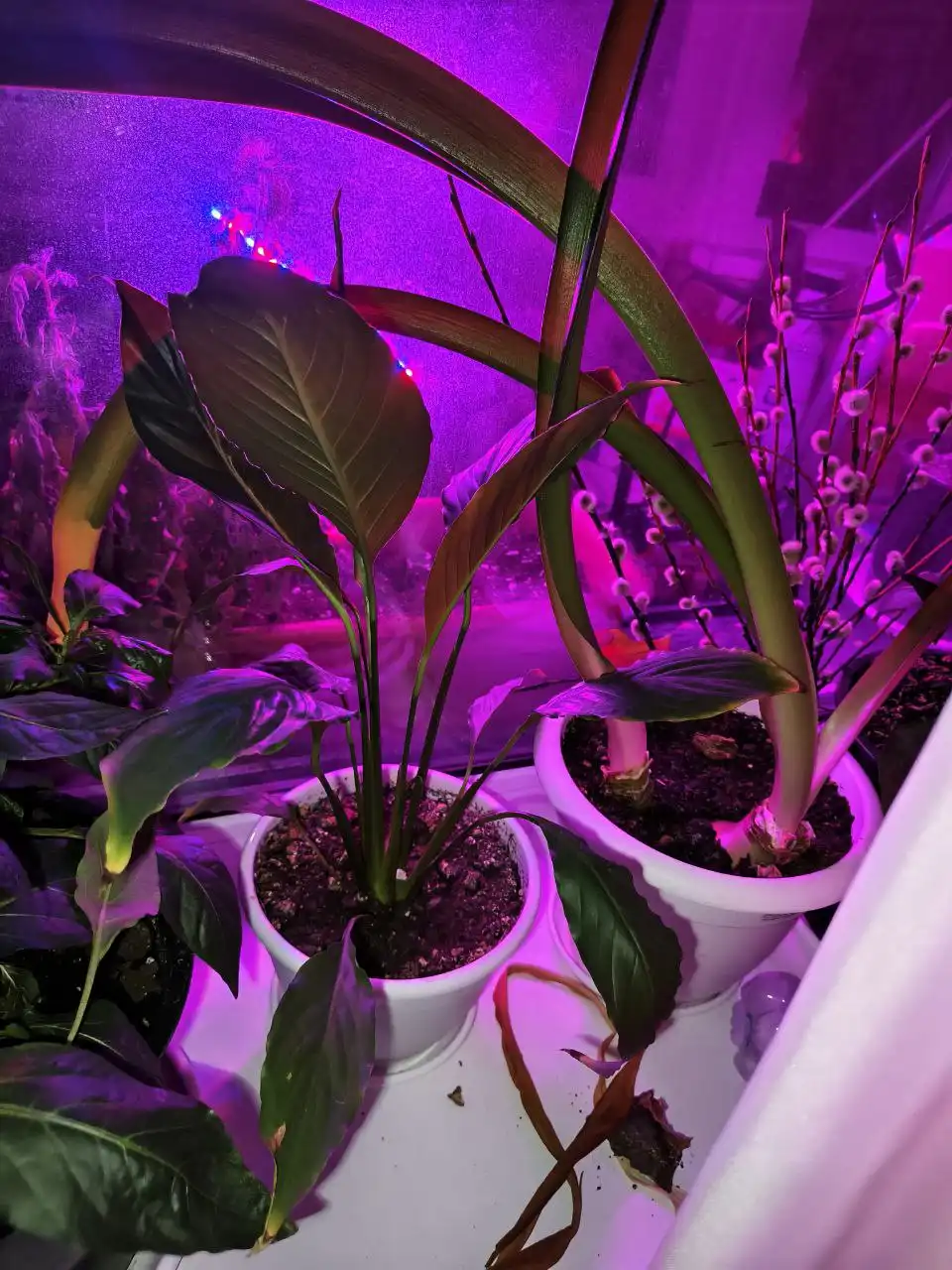 Продажа спатифилума в горшках