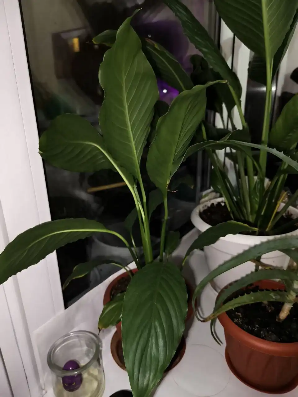 Продажа спатифилума в горшках