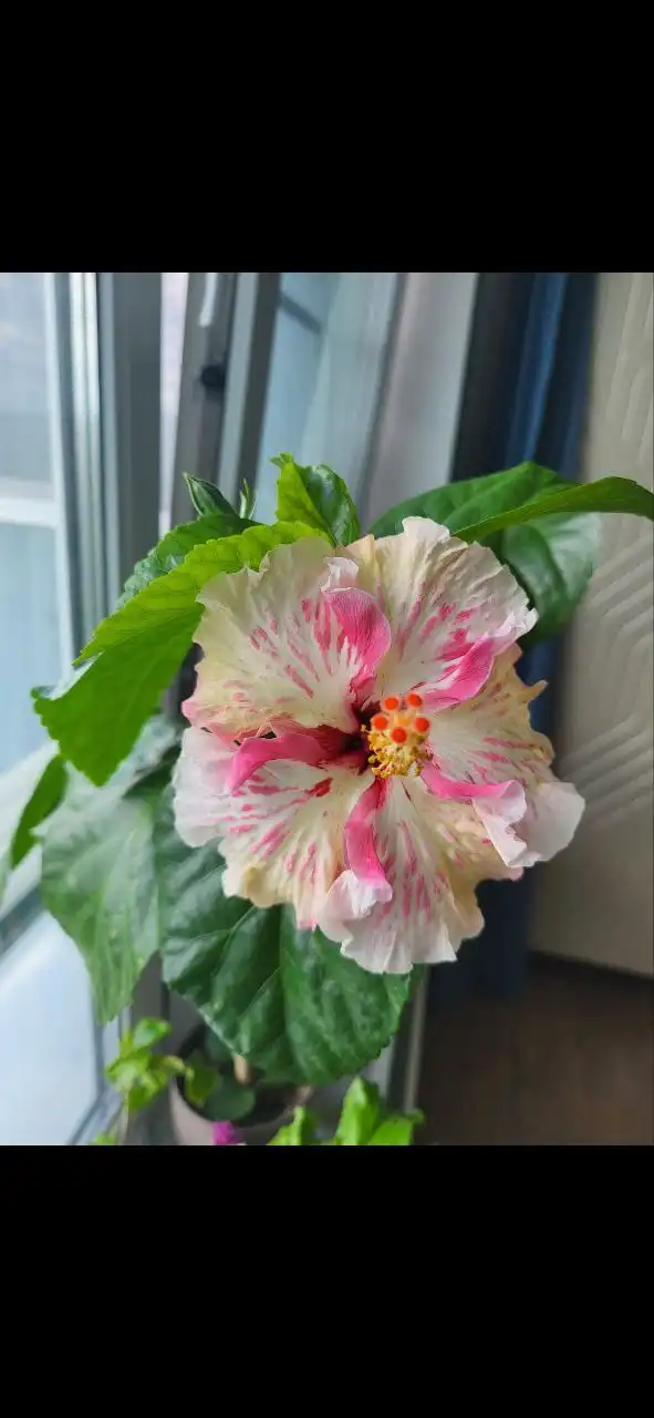 Гибискус Zoey взрослый куст