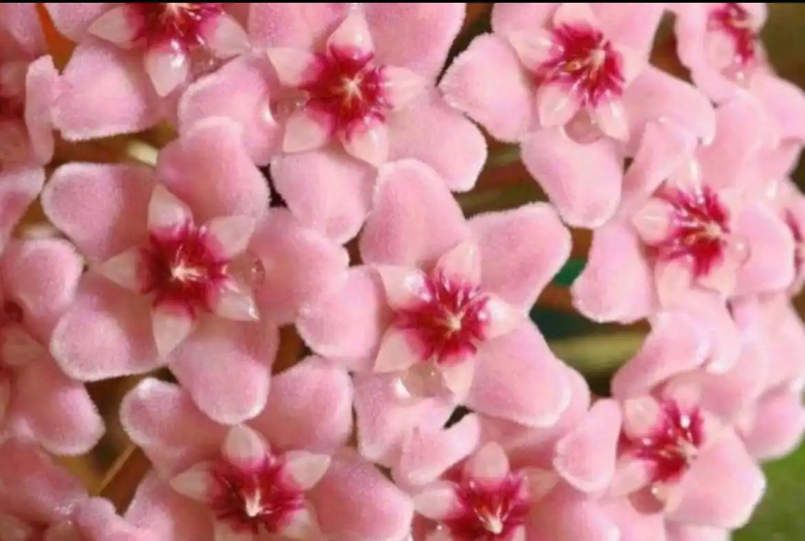 Хойя Rubra с вариегатными листьями