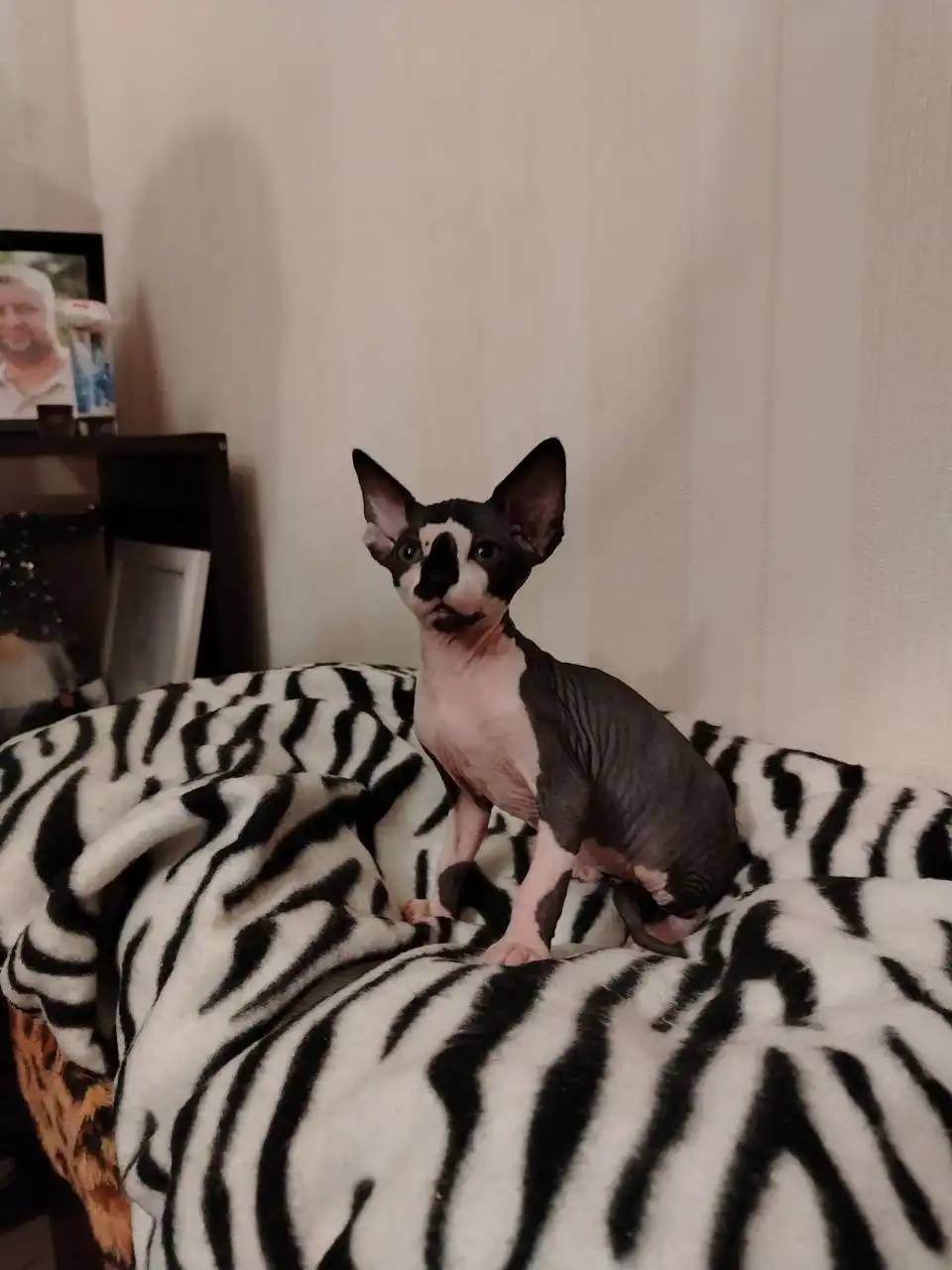 Продажа кошки породы канадский сфинкс