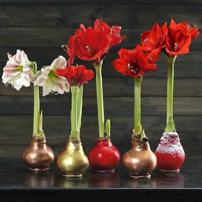 Поиск аморалиса в воске