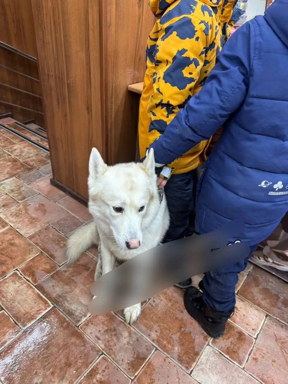 Найдена собака породы хаски в Красногорске