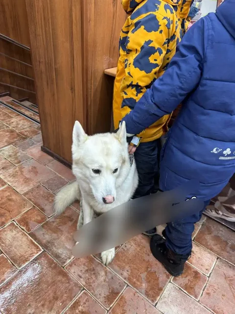 Найдена собака породы хаски в Красногорске - частное объявление в Красногорск