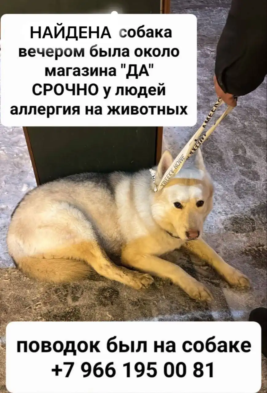 Найдена собака породы хаски в Красногорске