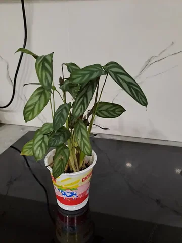 Ктенанта оппенгейма росточек - частное объявление в Красногорск