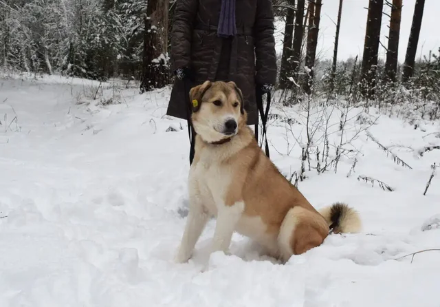 Рюша ищет дом - Животные в Красногорск