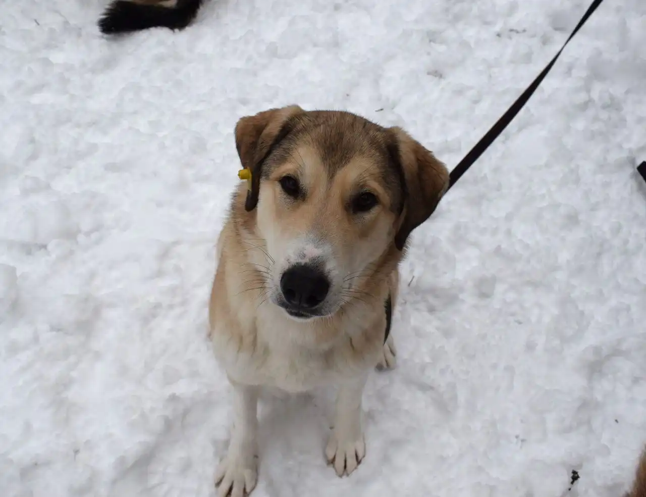 Рюша ищет дом