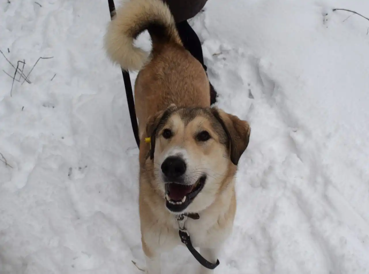 Рюша ищет дом