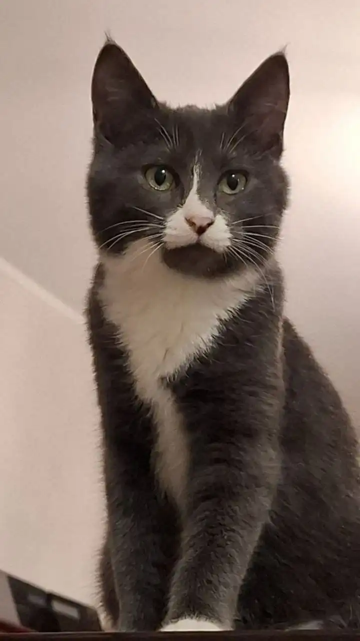 Кошечка Серафима 4-5 месяцев