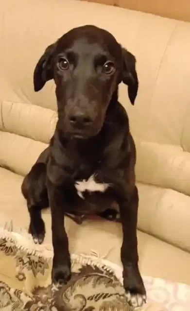 Щенки Лакки и Лорд ищут дом в Москве - Животные в Москва