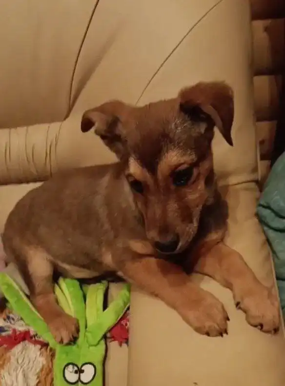 Щенки Лакки и Лорд ищут дом в Москве