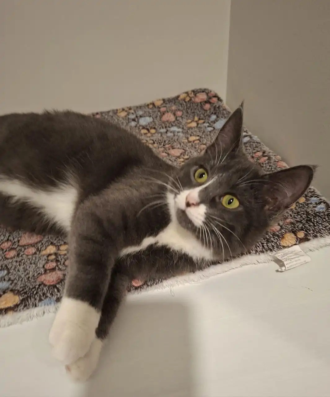 Кошечка Серафима и котик Филя